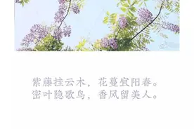 分享丨成都2.6公里长廊紫藤花开如瀑，周末快约起图片