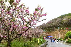 ​千亩樱花已盛开！来这里，追寻石滩最美的春天图片