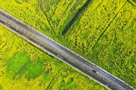 春意南岸 遍地花开盼君来视频封面