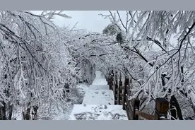 飞雪迎春 光雾山雪松冰挂美轮美奂视频封面