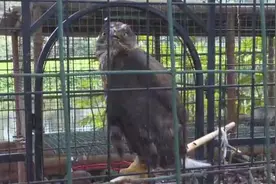 夹江：男子花250元买来两只鸟当“宠物”，谁料警察直接找上门