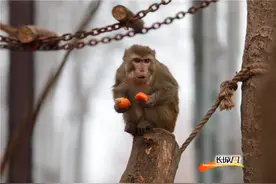 石家庄动物园正式开放！大熊猫金丝猴等你来看图片