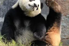 「946 ·出游」石家庄动物园已开放！大熊猫、金丝猴等萌物等你来撩！约吗？图片