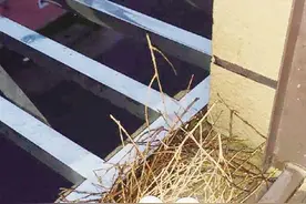 一只斑鸠飞来窗台下蛋孵宝宝 房屋主人因此很惊喜，说一定保护好鸟妈妈图片