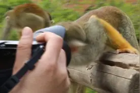 动物园开园，猴子对着游客相机“求镜头”视频封面