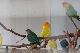 网购鹦鹉构成严重犯罪 这些野生动物碰不得图片