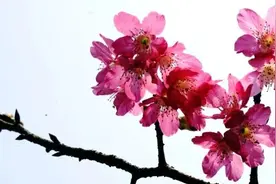 上联：天涯何处无芳草，网友对出“搞怪”下联图片