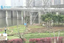 是谁用生命种菜！高压线塔下变“农场”居民竟相辟菜园图片