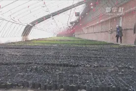 吉林松原：大棚成了“聚宝盆”视频封面