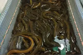 @所有吃货：本地野生鳝鱼提前两周出洞！更有嚼劲更鲜美的野生鳝鱼上新了图片