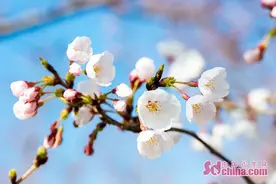 烟台海岸樱花盛放 全城市民开启云赏樱模式图片