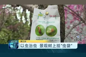 杭州：景观树上挂“虫袋”，咋回事？以虫治虫这一招太专业！