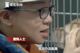 一年生4胎！金毛繁殖犬病痛缠身 好心人救助让它“重生”图片