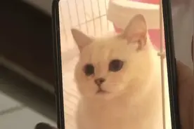闲鱼买商品却在微信付钱，花了6000元收到宠物猫后，她惊呆了视频封面