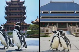 可可爱爱！两只小企鹅打卡武汉地标