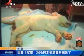 南昌：闲鱼上买狗 24小时不到狗竟然病死了视频封面