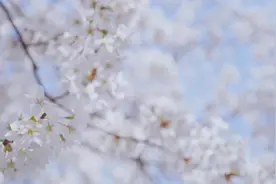 演员张若昀献声武汉：江城醒了，冬去春来视频封面