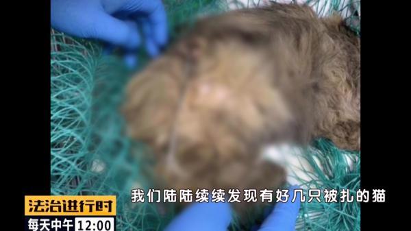 北京突发：多只流浪猫遭钢钉枪射击，谁人如此“冷血”？