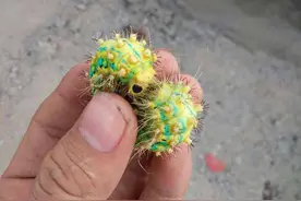 在农村被这种“神兽”蜇了怎么办呢？农民：解药就在它身上图片