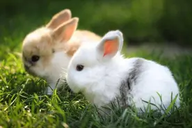 除了本能动物还有学习和积累经验的智力图片