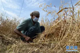 疫情下的印度图片