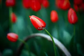 共圆英雄梦 | 选完这10张明信片，我收获了一整个春天图片