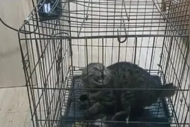 虐待动物屡禁不止，律师：传播平台应负监管不力责任，国家应尽快立法图片