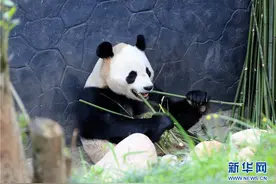 晒太阳吃美食，大熊猫享受春天的样子萌翻了图片