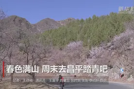 春色满山 周末去昌平踏青吧视频封面