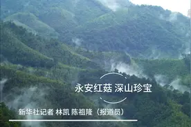 永安红菇 深山珍宝