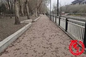 道外城管人机结合集中清理杨树毛图片