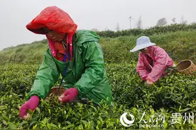 瓮安县：春茶开采满园香图片