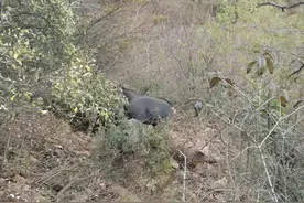 岐山：黑土猪特色散养 养出一条致富路图片