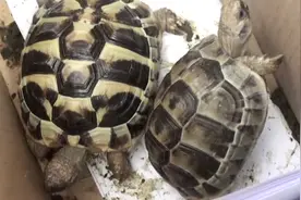 在家养乌龟 没想到养到了国家“一级”保护动物图片