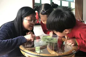 小调查：桑叶难寻 蚕宝宝“口粮”短缺怎么办图片