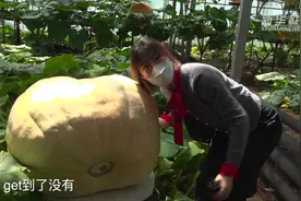 云端逛 “菜博会、种博会” 看比小姐姐还重的南瓜视频封面