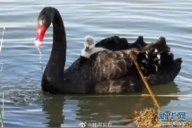 萌化了！黑天鹅宝宝出窝“游湖”图片