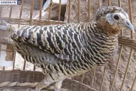 云南村民山林里捡来鸟蛋，竟孵化出国家二级重点保护动物，已被警方立案调查图片