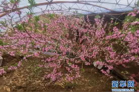 新疆哈巴河：桃花树带来致富“新经”图片