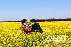 莱州百亩白菜花为村庄提升“新颜值”鼓足“钱袋子”图片