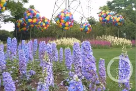 熊婆婆的花园“蓝色秘境•花园秀”开幕图片