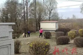 哈尔滨街头有一群蒙面还拿刀的人？别怕，挖婆婆丁的图片