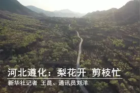 河北遵化：梨花开 剪枝忙视频封面
