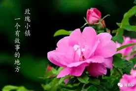 玫瑰赋图片