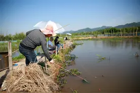 摄影师驾到丨钓龙虾去咯图片
