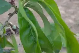 河北深州百余亩果树遇冻害绝收 果农外出打工贴补收入图片