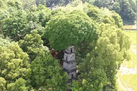 长沙望城有座惜字塔 塔顶竟长出神奇大树图片