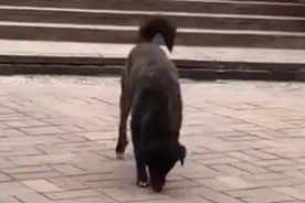 主人回国小狗小区里苦等三年，网友：替它不值图片