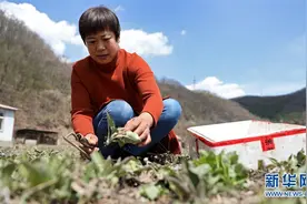 辽宁本溪：山乡野菜富农家图片