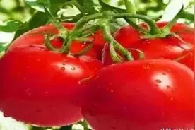 选西红柿时，挑圆的还是挑尖的，老菜农：牢记3点保证个个都好吃图片